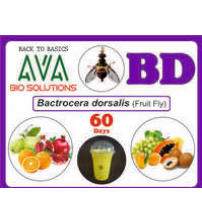 Ava Bacterocera Dorsalis (BD) Lure